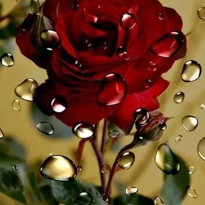 Meet your Posher, Rosie